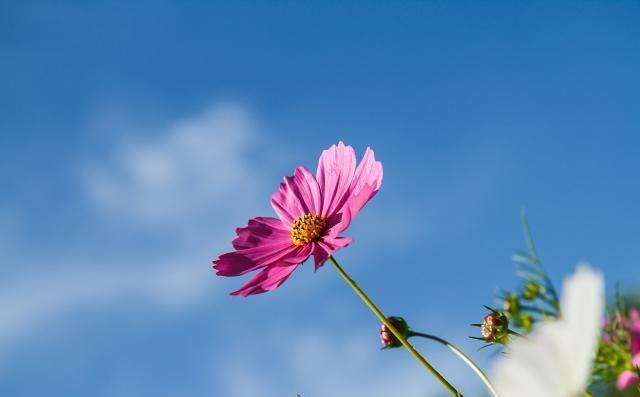 掌握这些写作方法，完全不担心毕业论文检测